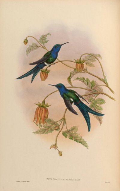 Eupetomena hirundo = Eupetomena macroura hirundo von John Gould